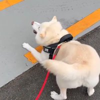 尻尾を振って大喜び！