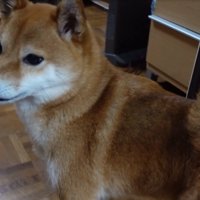 おじいちゃんを探す柴犬