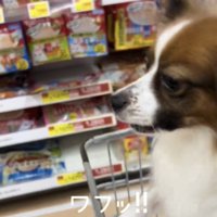 前を向いて声を上げる犬