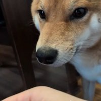 手を近づける飼い主さん