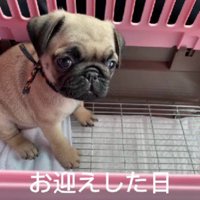 可愛らしいパピー期