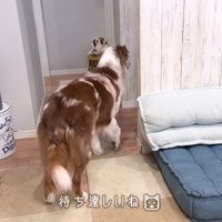 待ちきれないガルチェロちゃん