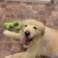 ひとりぼっちになった犬