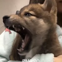 抱っこされて大きなあくびをする子犬