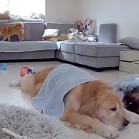 ゴロンと転がって…