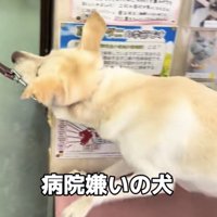 踏ん張って抵抗する犬