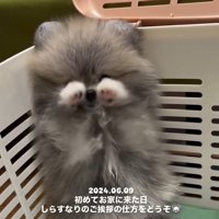 前足を出すしらすちゃん