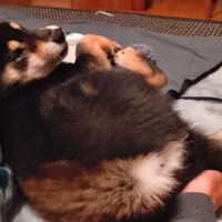 甘えん坊モード