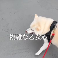 乙女心溢れるあおちゃんでした