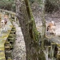 左右それぞれの遊歩道を進んで行く2匹の犬