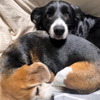 ペットホテルに居候していたワンコ⑩