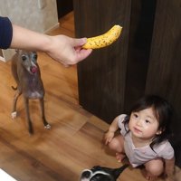 バナナを欲しがる赤ちゃんとワンコたち3