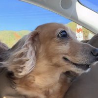 車の助手席に座る犬