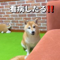 飼い主をジッと見つめる犬