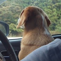 曲が止まると遠吠えをやめる犬