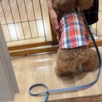 尻尾を振って先生に挨拶するトイプー