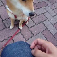 焼き芋をあげようとした瞬間、BGMスタート！