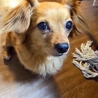 お兄ちゃんの大吉くん