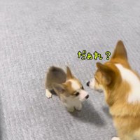 見つめ合う成犬と子犬