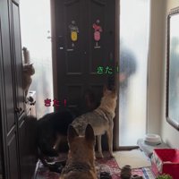 大型犬たちのお出迎え3