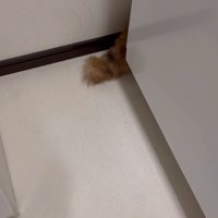 洗濯機と壁の間から出ている柴犬のしっぽ