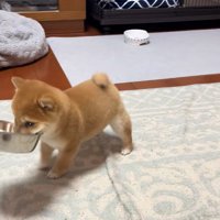 お皿をくわえる小雪ちゃん