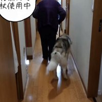 杖をついて歩くおばあちゃんについて行くハスキー
