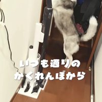 まずはかくれんぼ♪