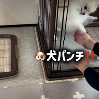 犬パンチ