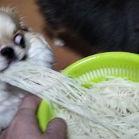 盗み食い