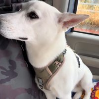 車の座席にもたれかかる犬