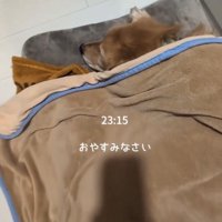 毛布にくるまって眠る犬