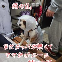 ビニール袋を被っただいちくん