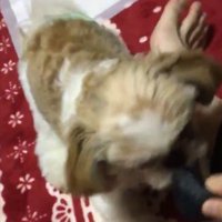 シーズー