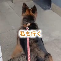 トイレに入ろうとする犬1