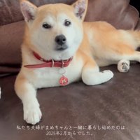 まめちゃん
