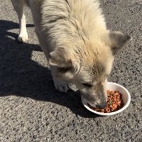道路でフードを食べる犬