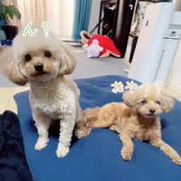 尻尾を振るラテちゃん