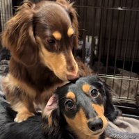 くっつく小型犬たち