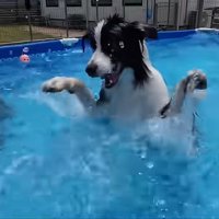 バタフライするコナくん