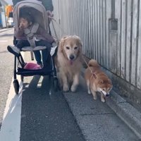 みんなで仲良くお散歩