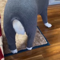 ロンパースを着た犬