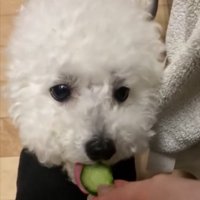 ペロッ