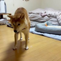 縦向きに伸びてる！！