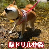 一度川から出てブルブルッ