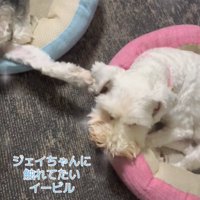 前足で触れる犬