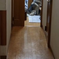 お座りしておやつをねだるハスキー