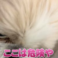 脱走しようとする犬