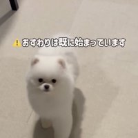 飼い主の方を見る犬