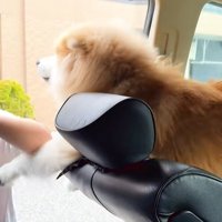 車の座席から開いたドアに向かって身を乗り出し女性に撫でてもらう秋田犬